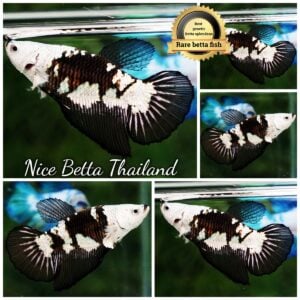 Betta Fish Female Killer Shadow Black Star Full Helmet Samurai (Ultra Rare) HM