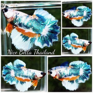 Betta Fish Queen Of Fancy Macaw Feather tail