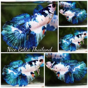Betta Fish Female Blue Marble Frost Tide Rosetail HM