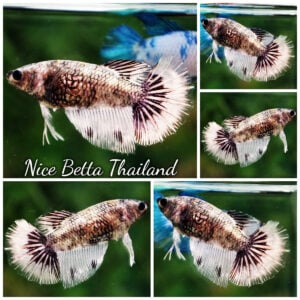 Betta Fish Female Moonlit Copper Warrior HM