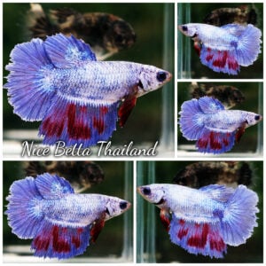 Betta Fish Female Mystic Lavender Aurora Prism HM