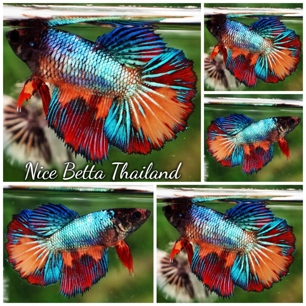 Betta Fish Female Crystal Embe Multicolors HM - nicebettathailand.com