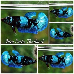 Betta Fish Female Midnight Avatar Star HMPK