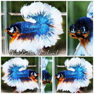 Betta Fish Fancy Macaw Sky Hawk Rosetail OHM