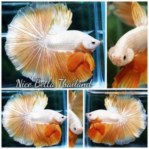 Betta Fish King Of Gold Dragon Aumpai OHM