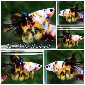 Betta Fish Queen of Tiger White Helmet HM