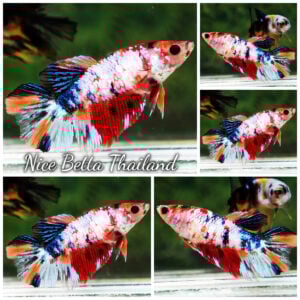 Betta Fish Female Crimson Multicolor Galaxy HM