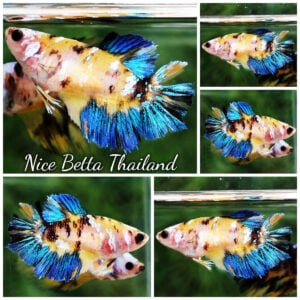 Betta Fish Female Blue Honey HM