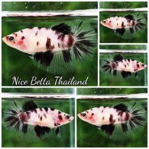 Betta Fish Female Panda Koi HM