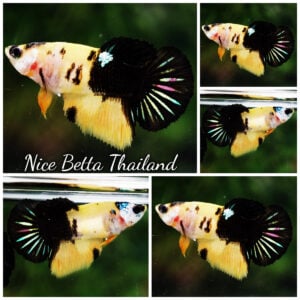 Betta Fish Female Sunlight Shadow HM