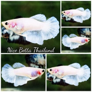 Betta Fish Female Sparkle White Angle HM