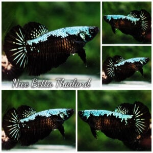 Betta Fish Female Black Emerald Samurai Shadow HM