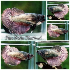 Betta Fish Female Obsidian Violet Copper HM