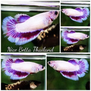 Betta Fish Female Snow Lavender Butterfly HM
