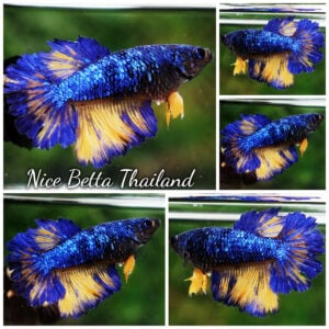 Betta Fish Queen Avatar Mustard Gas Rosetail HM