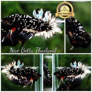 Betta Fish The Dark Nebula HMPK (Rare)