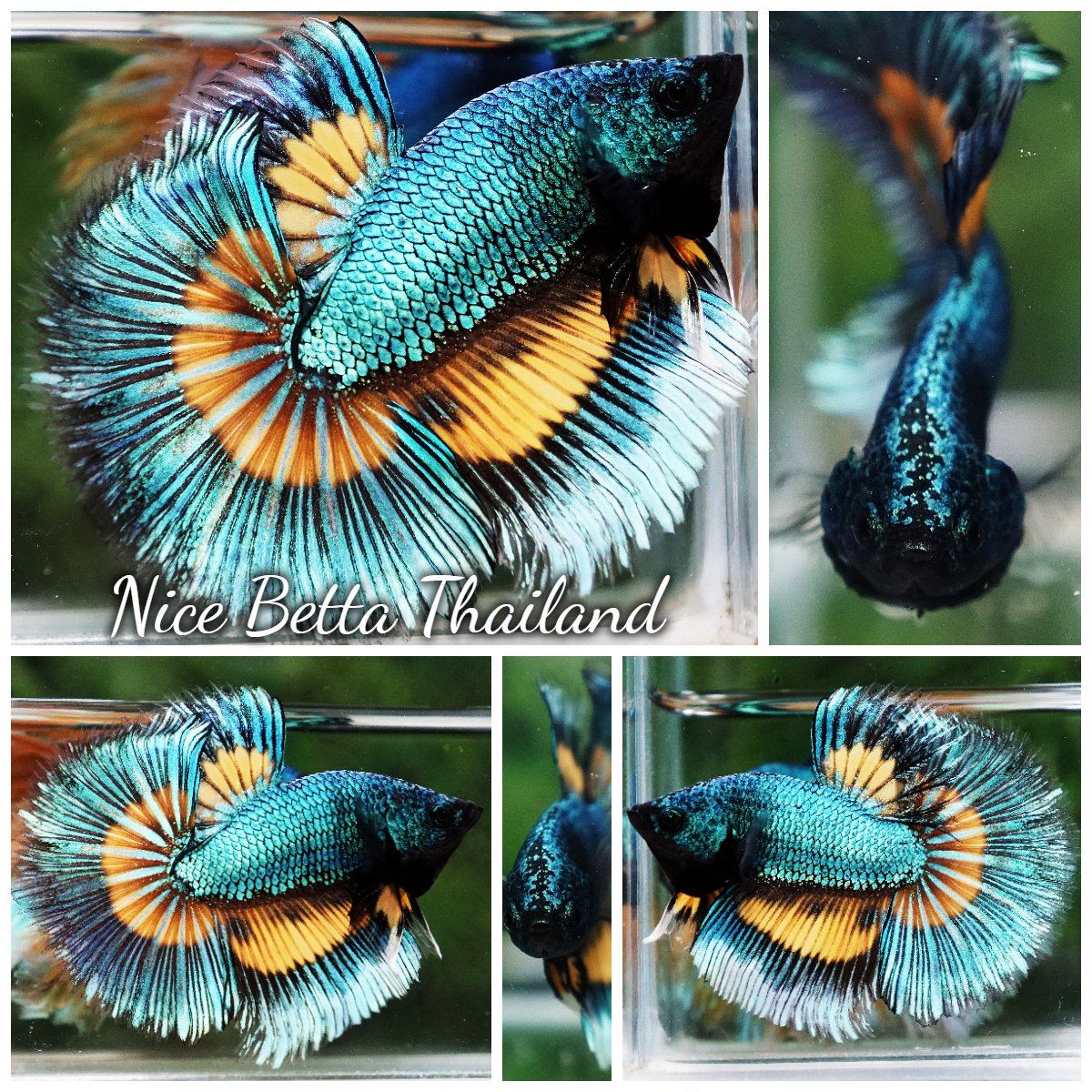 Betta Fish Green Alien Mustard Gas Butterfly HM