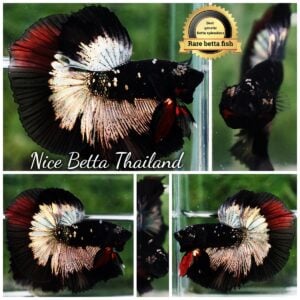 Betta Fish King Vampire Shadow Black Gold Star Series HM (Rare)