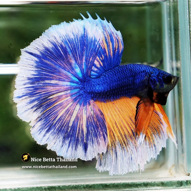 Betta Fish Blue Sapphire Mustard Gas White Ring OHM
