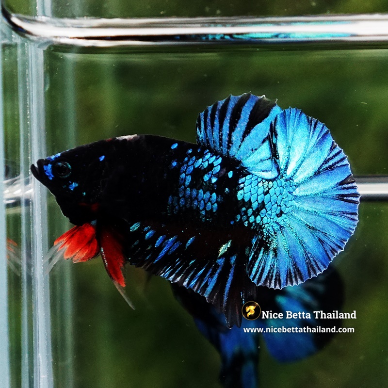 Betta Fish Avatar OMATICAYA Blue Black HMPK