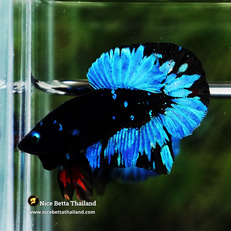 Betta Fish Avatar Prirate Blue Eyes Metkayina Black Star HMPK