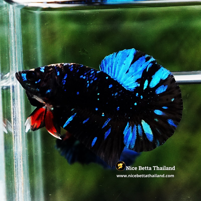 Betta Fish Avatar TSMUKAN Blue Black Star HMPK