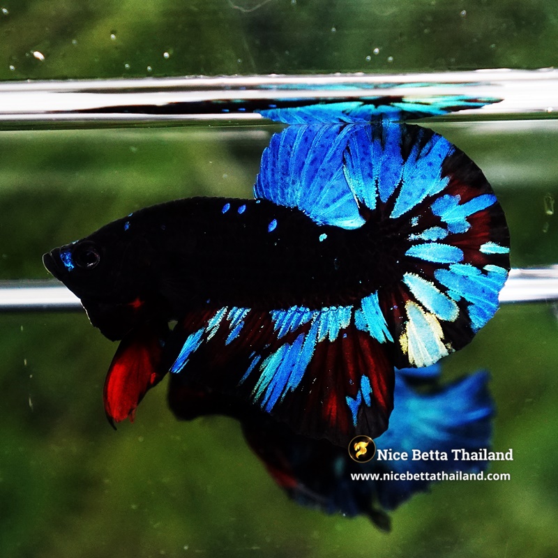 Betta Fish Avatar KARO Blue Black Star HMPK