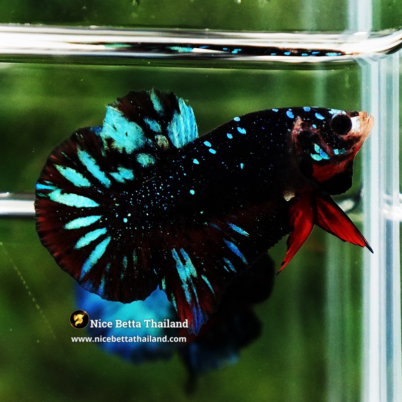 Betta Fish Avatar TSMUKAN Blue Black Galaxy HMPK