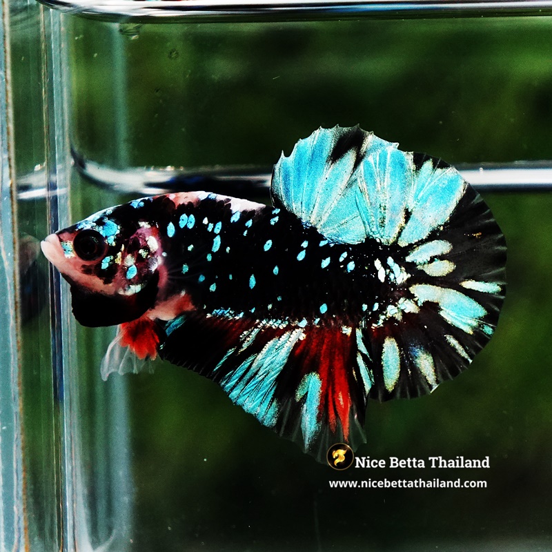 Betta Fish Avatar TSMUKAN Blue Black Star HMPK