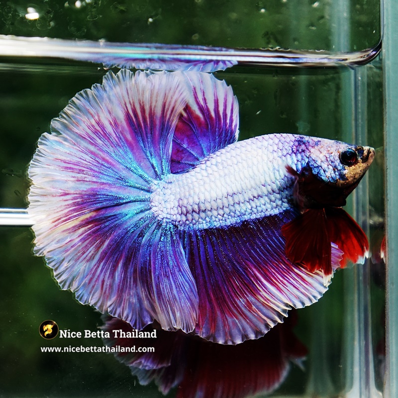 Betta Fish Prince Of Snow Lavender Dream OHM