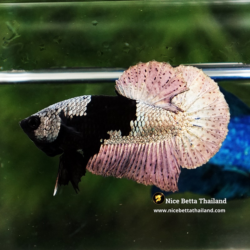 Betta Fish Superior Dark Eyes Black Hole Mermam HMPK (Ultra Rare)