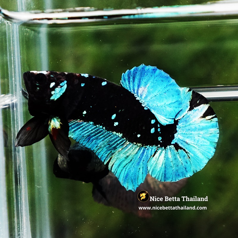 Betta Fish Avatar Prirate Blue Eyes Metkayina Black Star HMPK
