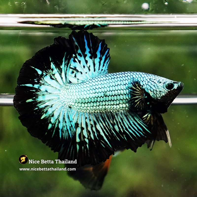 Betta Fish Green Alien Peacock OHM (Junior)