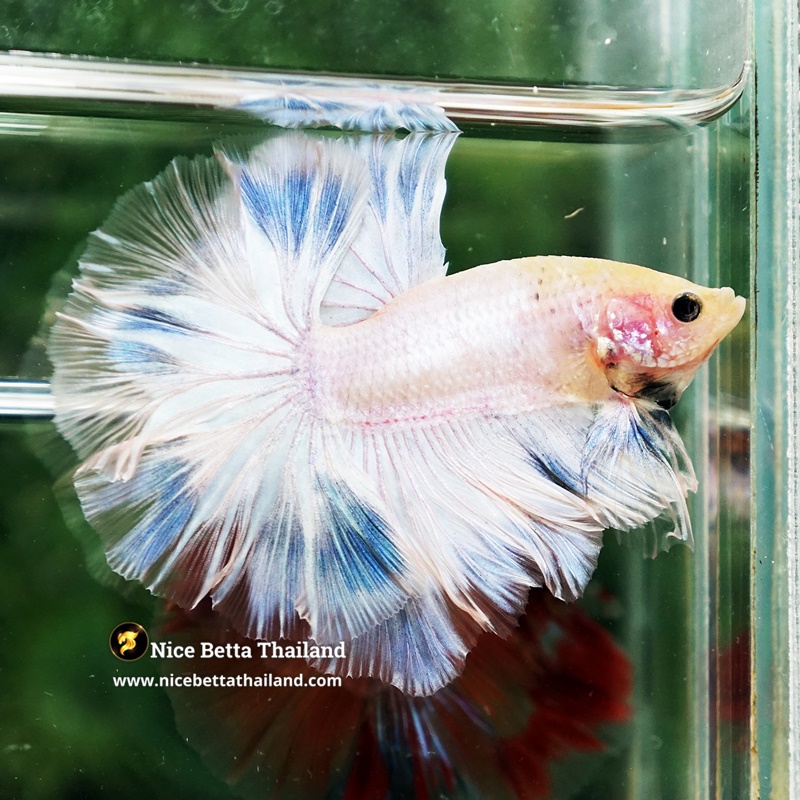 Betta Fish Prince Aetherion of heaven OHM