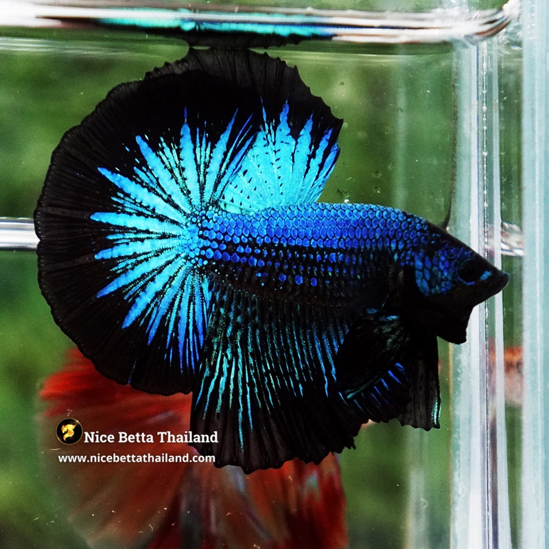 Betta Fish Blue Peacock Black Ring OHM