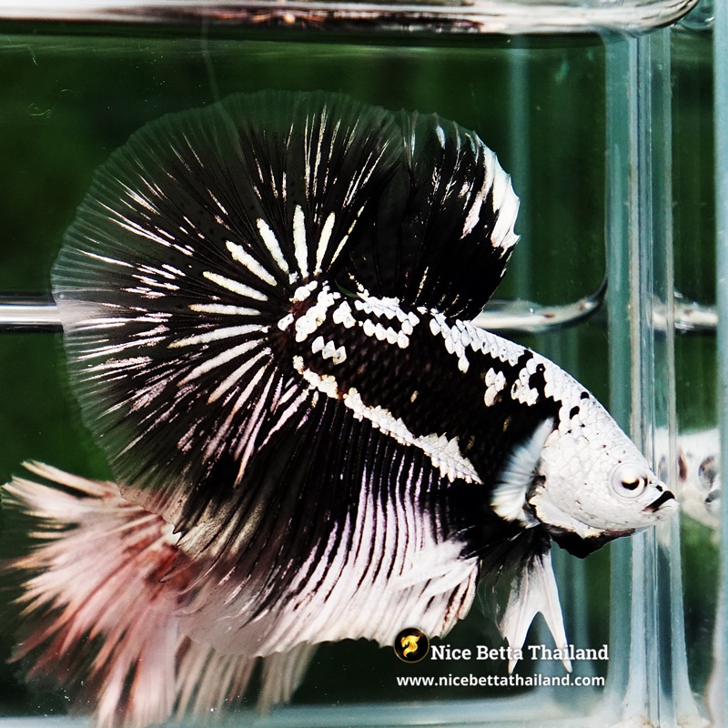 Betta Fish Killer Shadow Black Star Samurai (Ultra Rare)