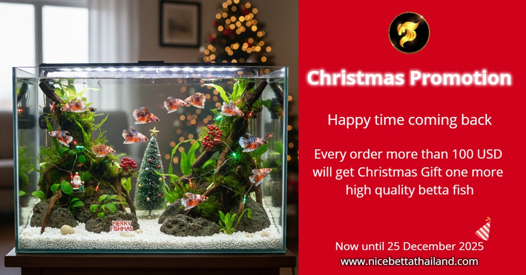 Christmas Promotion by Nice Betta Thailand