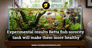 Experimental results Betta fish sorority tank will make them more healthy and long lifespan