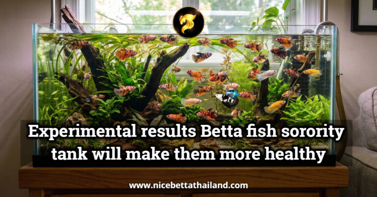 Experimental results Betta fish sorority tank will make them more healthy and long lifespan