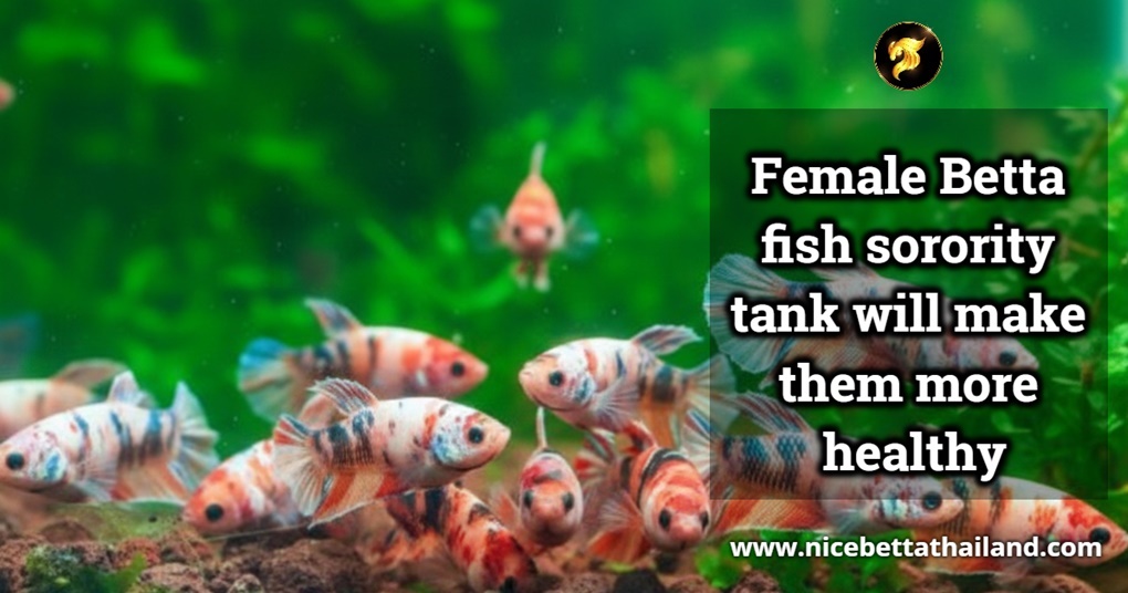 Female Bettas sorority tank will make them more healthy