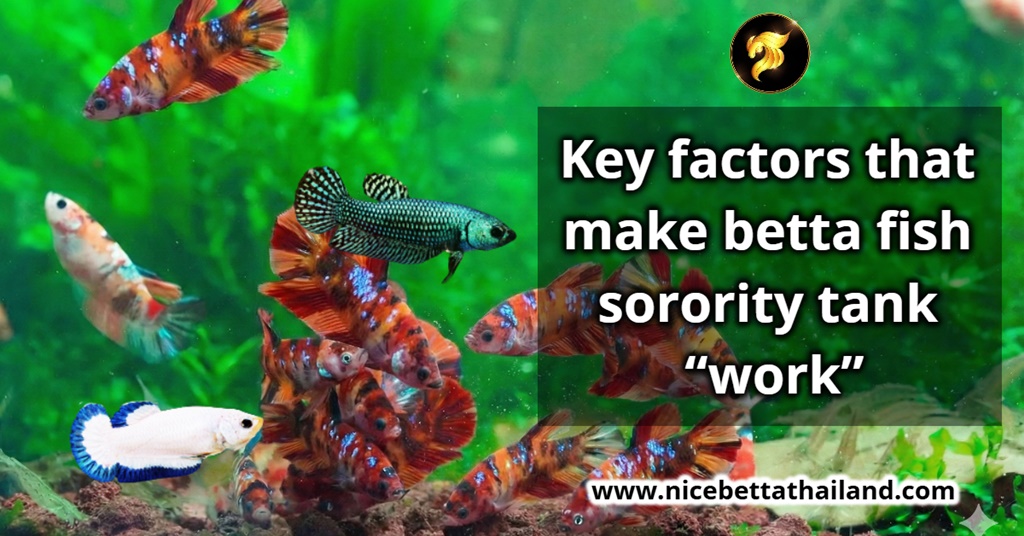 Key factors that make betta fish sorority tank “work”