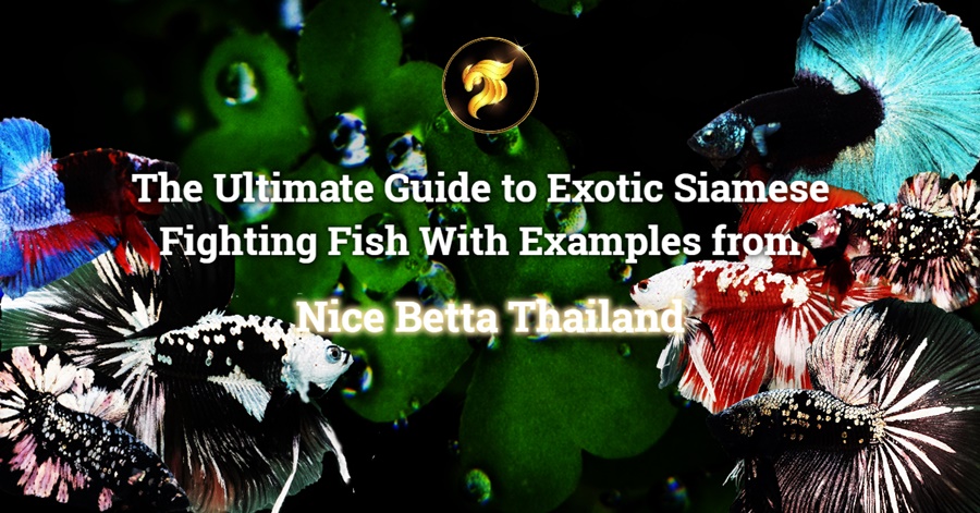 The Ultimate Guide to Exotic Siamese Fighting Fish With Examples from