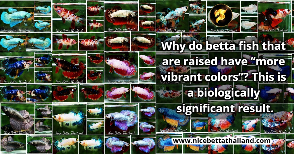 Why do betta fish that are raised have “more vibrant colors”? This is a biologically significant result.