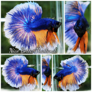 Betta Fish Blue Sapphire Mustard Gas White Ring OHM