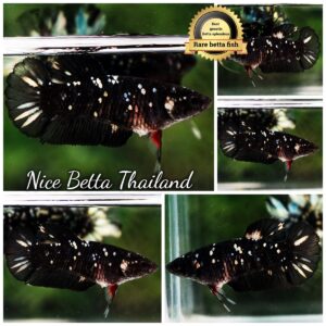 Betta Fish Female The Dark Nebula HMPK