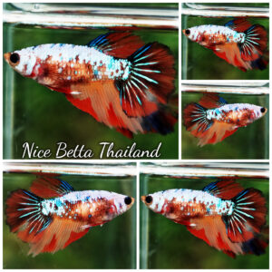 Betta Fish Female Sunflare Dancer HM