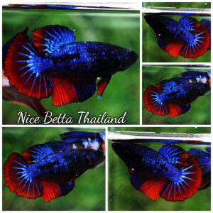 Betta Fish Female Blue on Fire Warrior HM