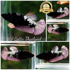 Betta Fish Female Superior Dark Black Hole Mermaid HMPK