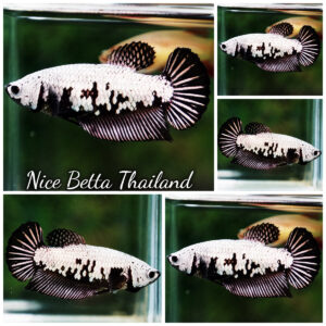 Betta Fish Female Black Dragon Warrior HMPK