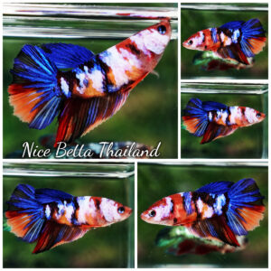 Betta Fish Azure Crystal Embe Multicolors HM